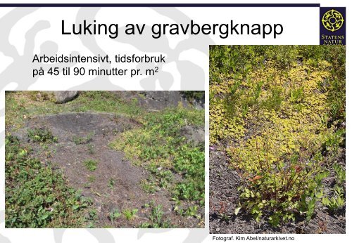 Bekjempelse av gravbergknapp og russesvalerot i Oslo og Akershus.