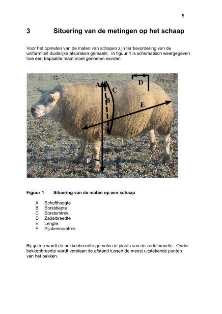 schapen en geitenrassen - Landbouw en Visserij - Vlaanderen.be