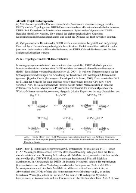 Struktur und Funktion des Dihydropyridinrezeptors