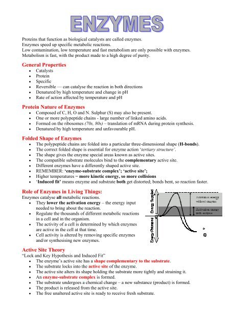 write an essay on factors affecting enzyme activity