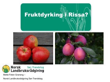 Fruktdyrking i Rissa? - Norsk Landbruksrådgiving Sør-Trøndelag