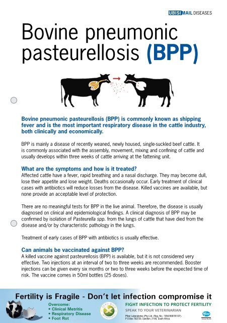 Bovine pneumonic pasteurellosis (BPP) - Ubisi Mail Magazine