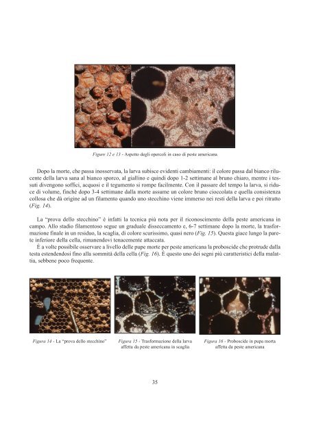 Aspetti igienico-sanitari in apicoltura - Istituto Zooprofilattico ...