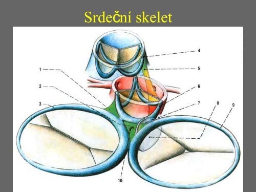 Sd - Anatomický ústav 1.LF UK - Univerzita Karlova