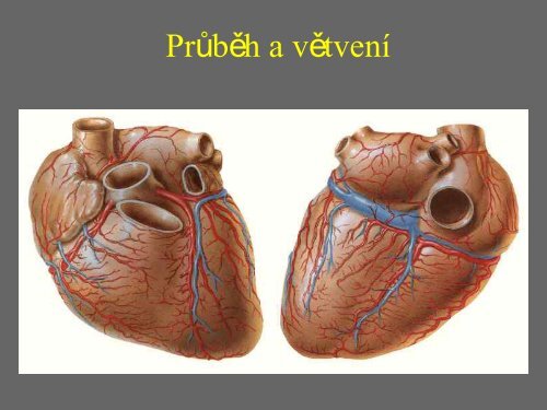 Sd - Anatomický ústav 1.LF UK - Univerzita Karlova