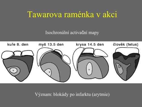 Sd - Anatomický ústav 1.LF UK - Univerzita Karlova