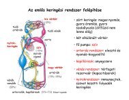 A keringési rendszer felépítése. A szív működése.