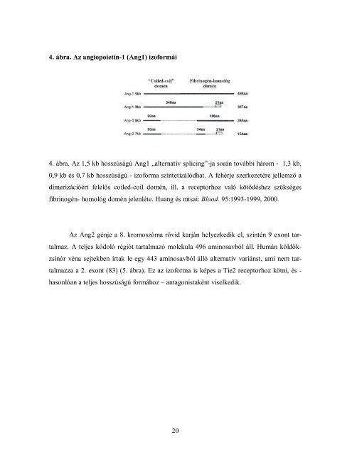 értekezés - Semmelweis Egyetem Doktori Iskola