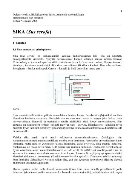 SIKA (Sus scrofa) - Oulun yliopisto