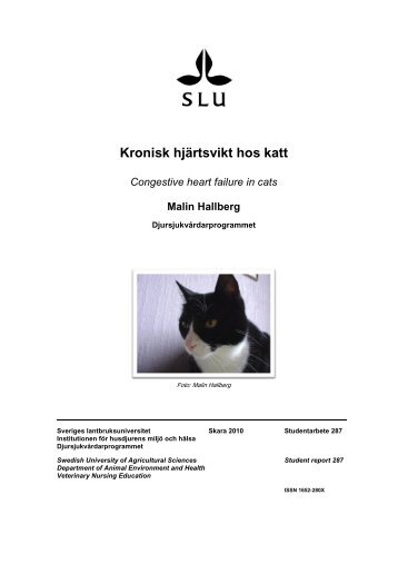 RAPPORTENS TITEL I HELVETICA 20 FET VERSALER - SLU