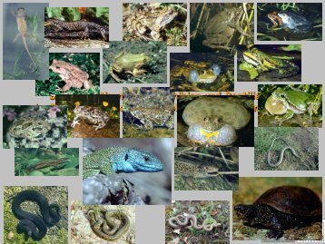 Berücksichtigung von Amphibien und - NaturSchutzFonds