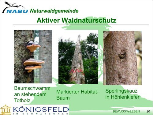 Koenigsfeld NABU Naturwaldgemeinde, F.Link - Naturschutztage ...