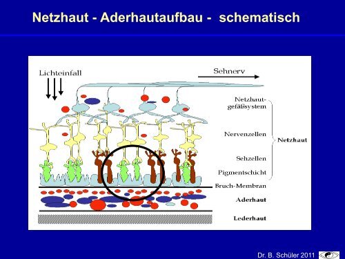 Naturheilverfahren Bei Makuladegeneration - Natur und Medizin e.V.