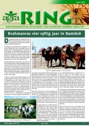 Brahmanras vier vyftig jaar in Namibië - Agra