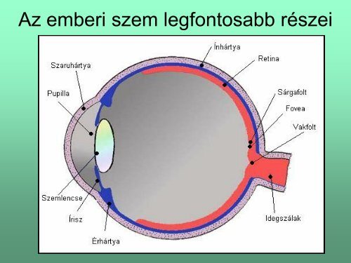 Látás fiziológia_1