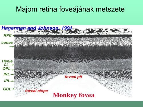 Látás fiziológia_1