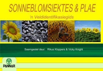 Sonneblomsiektes: Klik hier vir die Afrikaanse ... - Landbou.com