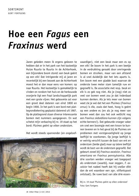 Hoe een Fagus een Fraxinus werd