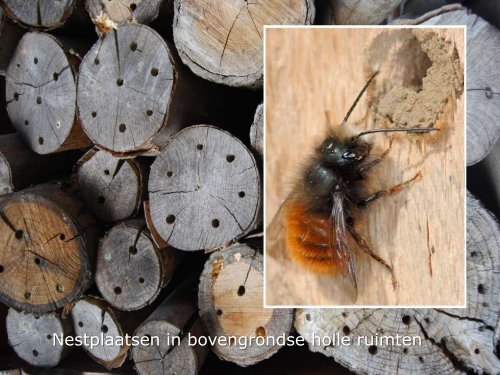 Hommels, bijen, wespen... wie geraakt er nog wijs uit?