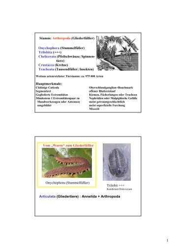 Stamm: Arthropoda (Gliederfüßler) Onychophora (Stummelfüßer ...