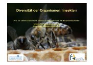 Diversität der Organismen: Insekten - Institut für Bienenkunde