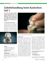 Zahnbehandlung beim Kaninchen: Teil 1 - Kleintierpraxis Markdorf