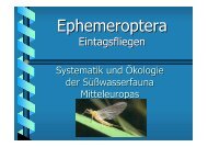 Ephemeroptera - ftp3.gwdg.de