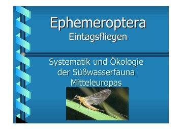 Ephemeroptera - ftp3.gwdg.de