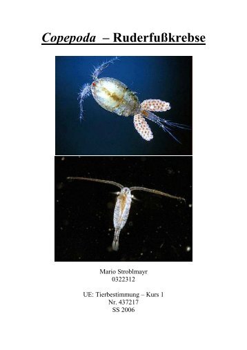 Copepoda – Ruderfußkrebse - StV Biologie Salzburg