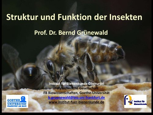 Struktur und Funktion der Insekten I - Institut für Bienenkunde