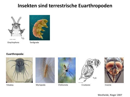 Struktur und Funktion der Insekten I - Institut für Bienenkunde