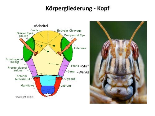 Struktur und Funktion der Insekten I - Institut für Bienenkunde