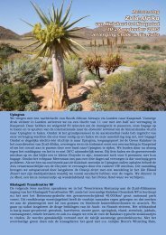 Reisverslag van Kalahari tot Kaapstad - Global Contacts