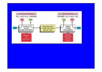 Microsoft PowerPoint - fotosynteza i chemosynteza czerwiec.ppt.pdf