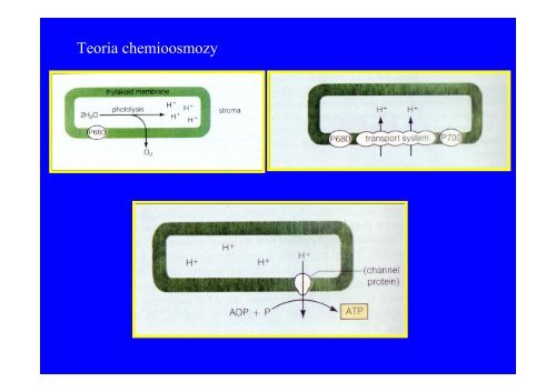 Microsoft PowerPoint - fotosynteza i chemosynteza czerwiec.ppt.pdf