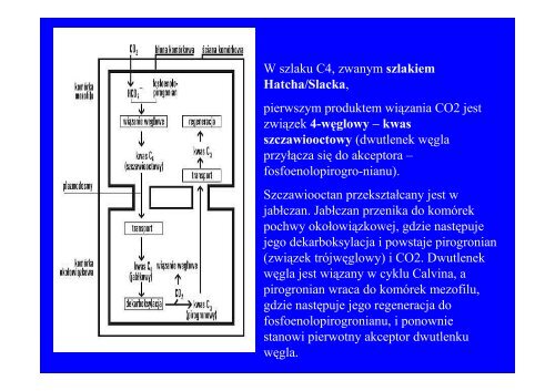 Microsoft PowerPoint - fotosynteza i chemosynteza czerwiec.ppt.pdf