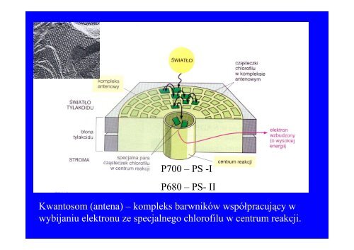 Microsoft PowerPoint - fotosynteza i chemosynteza czerwiec.ppt.pdf