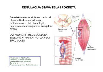 regulacija stava tela i pokreta - Departman za Biologiju i Ekologiju