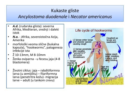 Crevni helminti čoveka - Medicinski fakultet - Univerzitet u Beogradu