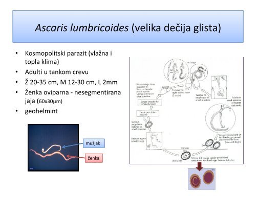 Crevni helminti čoveka - Medicinski fakultet - Univerzitet u Beogradu