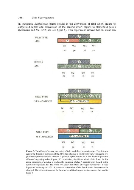 Genetic regulation of flower development - Indian Academy of ...