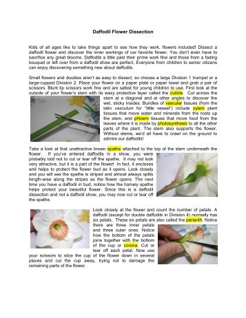 Daffodil Flower Dissection guide