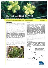 Euroa Guinea-flower - Department of Sustainability and Environment