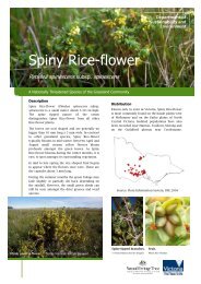Spiny Rice-flower - Department of Sustainability and Environment