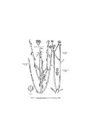 Figuur I: Euphorbia tirucalli - Gents Afrika Platform