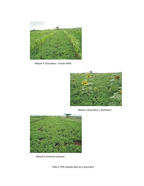 screening elite genotypes and ipm of defoliators in groundnut