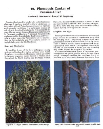 19.- Phomopsis Canker of Russian-Olive