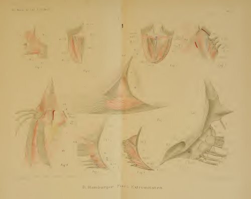 Revue suisse de zoologie - upload.wikimedia....