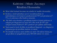 Kultivimi i Misrit- Zea mays Rëndësia Ekonomike