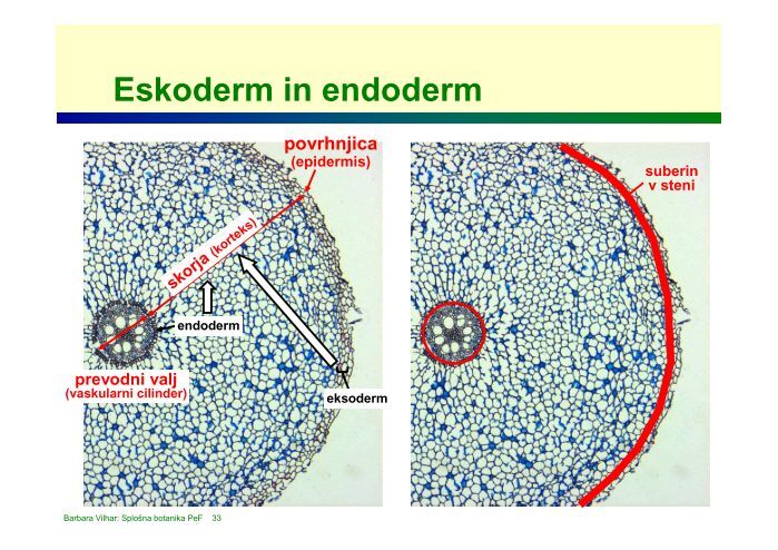 Endoderm Kasparijev trak